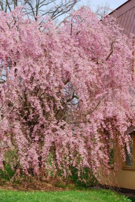 Prunus subhirtella 'Pendula' - višeň chloupkatá - celek v květu